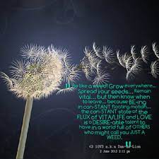 Quotes About Dandelion Wild Flower Quotes Dandelion Quotes Dandelion