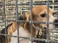 Sheriff commends peaceful transfer of Ridglan Farms beagles