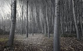 Full Hd Forest Wallpapers Dark Hd Desktop Wallpapers 4k Hd Best images with animals and pictures of woods and forests with trees, ponds, waterfalls and glades. full hd forest wallpapers dark hd