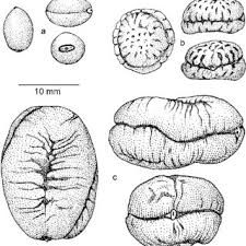 Image result for Huberantha mossambicensis