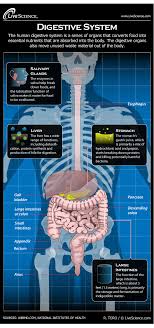 digestive system facts function diseases live science