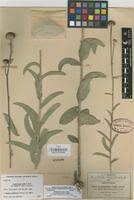 Image result for Aspilia rudis