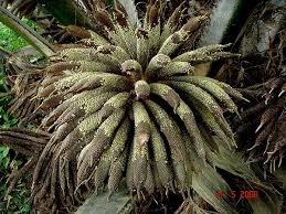 Image result for Elaeis