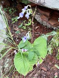 Image result for Streptocarpus eylesii
