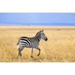 These are the animals starting with the letter z. Animals That Start With Z Interesting Names Of 14 Animals Starting With Z 7esl