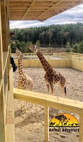 We did not find results for: April The Giraffe Aprilthegiraffe Twitter