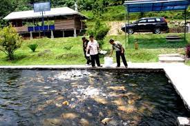 Kolam koi bentu melingkar di depan rumah indahnya teras rumah dengan kolam ikan koi, image: Kolam Ikan Di Pekarangan Rumah Untuk Antisipasi Kebakaran