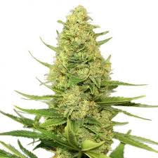Check spelling or type a new query. Strawberry Lemonade Feminized Marijuana Seeds Pacific Seed Bank