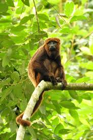 Check spelling or type a new query. Howler Monkey Wikipedia