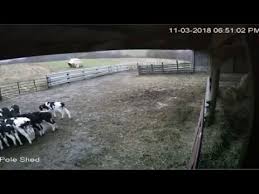 Calf Cam Beta On How Farms Work Farm Family Farm Farm World
