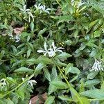 Image result for Turraea obtusifolia