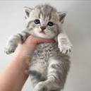 British Shorthair Kittens For Sale In Florida