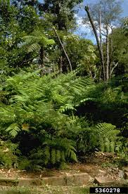 Image result for Pityrogramma argentea