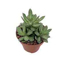Image result for Monadenium lugardiae