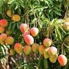 Principle of high density orcharding. Https Encrypted Tbn0 Gstatic Com Images Q Tbn And9gcsxl3yis0p6pf0csgufvtslxk270i2lk3pbnnyplhou5jc4zpmh Usqp Cau