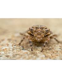 Image result for Blepharis stuhlmannii