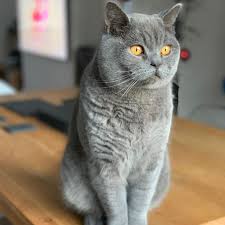 Royal Canin British Shorthair British Shorthair Cats British Shorthair British Shorthair Breeders