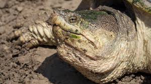 Maybe you would like to learn more about one of these? Kansas Herpetofaunal Atlas