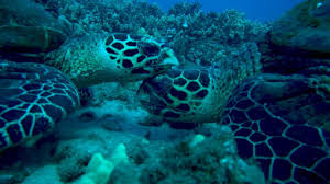 Wwf treats priority species as one of the most ecologically. Hawaiian Hawksbill Turtles One Of The World S Most Endangered Sea Turtle Populations Youtube