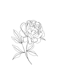 Botanical Illustration Line Drawing Peony Iphone Skin By The Colour Study Iphone 8 In 2020 Peony Drawing Line Art Drawings Botanical Illustration
