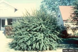 The nanking cherry showed up on a list of edible hedge species, but i didn't know if the plant was actually a cherry botanically and (more importantly) what it tasted like. Nanking Cherry Prunus Tomentosa Thunb