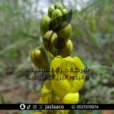 Image result for Senna italica