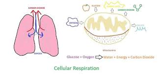 Cellular respiration is the process by which living organisms produce energy. Photosynthesis And Cellular Respiration At The Atomic Level Lesson Teachengineering