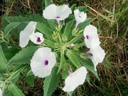 Image result for Astripomoea hyoscyamoides