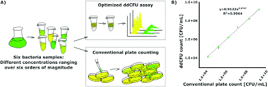 Feb 27, 2020 · to find out the number of cfu / ml in the original sample, the number of colony forming units on the countable plate is multiplied by 1/fdf. Optimized Droplet Digital Cfu Assay Ddcfu Provides Precise Quantification Of Bacteria Over A Dynamic Range Of 6 Logs And Beyond Lab On A Chip Rsc Publishing
