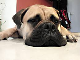 Treatment protocol varied with six dogs undergoing surgery and. Different Symptoms Of Bowel Cancer That Our Dog Can Suffer Dogs World