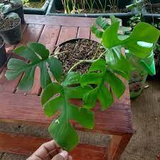 Menjual berbagai jenis tanaman hias, pestisida, perkakas taman dll. Jual Tanaman Hias Monstera Mini Monstera Daun Mini Tanaman Langka Kab Bogor Bibit Tanaman Store Tokopedia