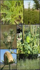 Image result for Dipsacaceae