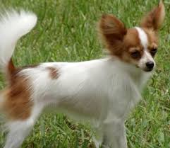If you are looking to adopt or buy a pom take a look here! Papillon Puppy Female Tiny Toy Very Small For Sale In Fort Pierce Florida Classified Americanlisted Com