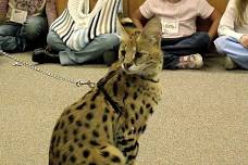 Wildlife Safari