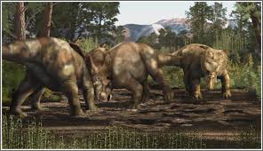 Image result for Dinophora