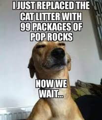 On A Lighter Note Generally Means On A Less Serious Topic Funny Images And A Lot Of Humor Funny Animal Jokes Funny Animal Memes Funny Dog Memes