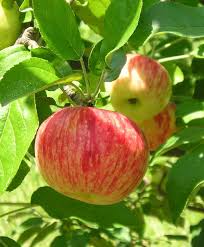 Century Farm Orchards Apple Tree Nursery Apple Tree Nursery Fall Garden Vegetables Fruit Garden