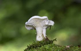 Image result for Clitopilus prunulus