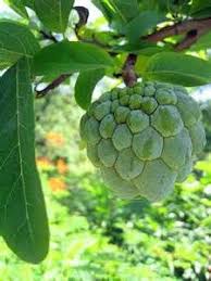Custard Apple Tree Exotische Fruchte Exotische Fruchte