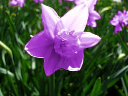 Image Result For Purple Daffodil Daffodils Daffodil Flower Narcissus Flower