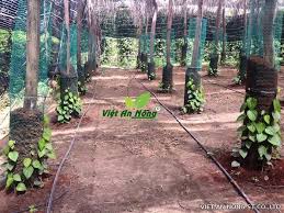 Kết quả hình ảnh cho tuoi nho giot cho tieu