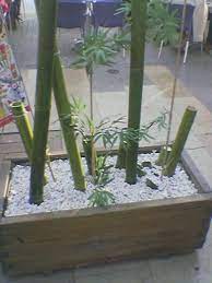 La palmera de bambú es una planta muy frágil, por lo que hay que prestarle mucho cuidado. El Bambu Canas De Bambu Decoracion Decoracion Con Bambu Decoracion Plantas