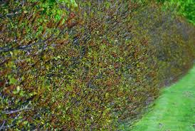 Image result for Subularia monticola