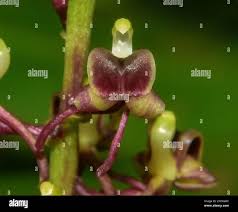 Image result for Liparis