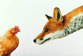 Maybe you would like to learn more about one of these? Wallpaper Fox Chicken White Background Hd Widescreen High Definition Fullscreen