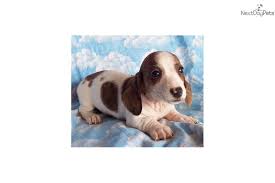 You will find dachshund dogs for adoption and puppies for sale under the listings here. Meet Male A Cute Dachshund Mini Puppy For Sale For 500 Akc Fido Puppies Dachshund Puppies For Sale Mini Puppies