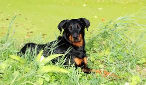Beauceron puppies for sale occasionnly. Beauceron Breed Information