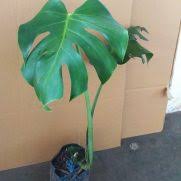 Tanaman hias indoor, solusi memperindah ruang atau teras kalian. Jual Bibit Tanaman Indoor Murah Lengkap Bibit Online