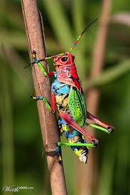 Where Are You Hiding To Have Camouflage Like That Grasshopper Beautiful Bugs Insects Animals Beautiful