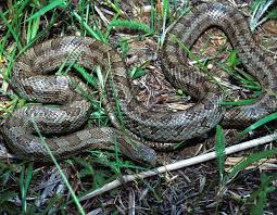We did not find results for: Slithering Baby Snakes Missouri Baby Snakes Snake Rat Snake